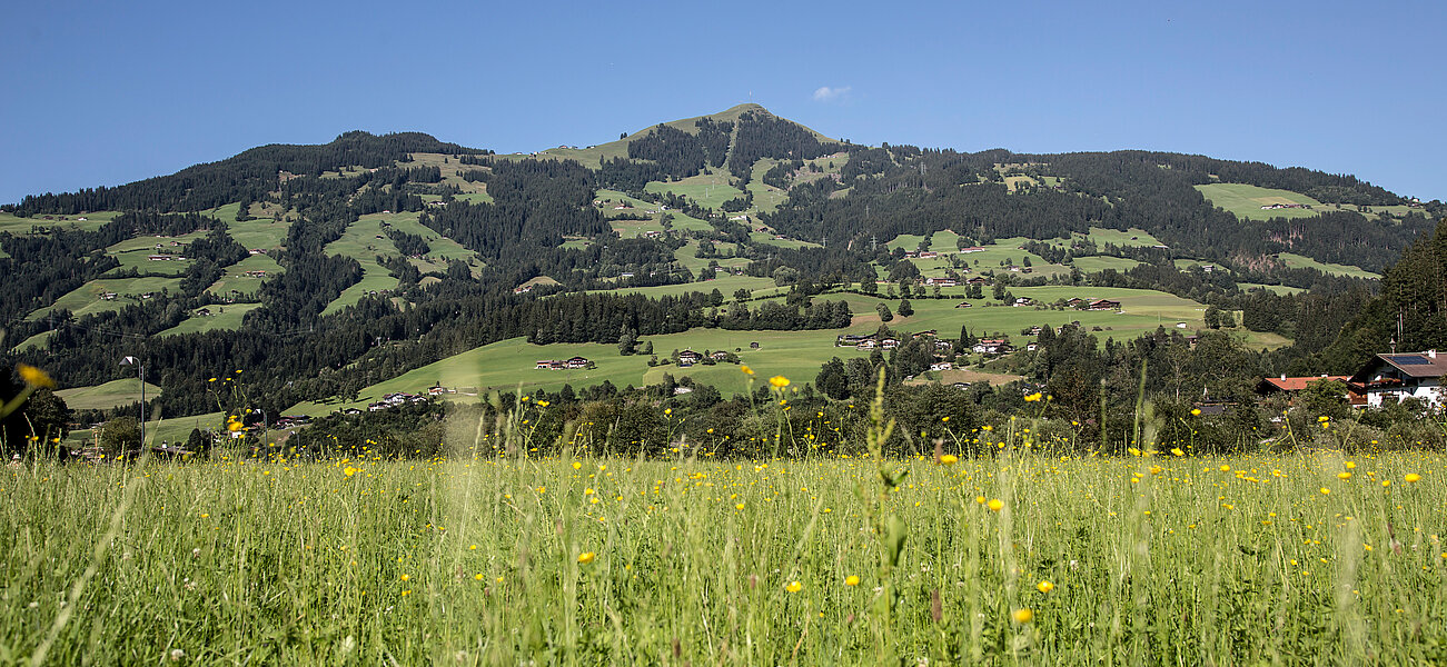 Sommerliche Landschaft